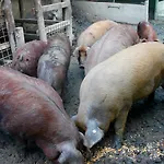 Biologico Rosa