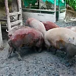 בית חווה Biologico Rosa *