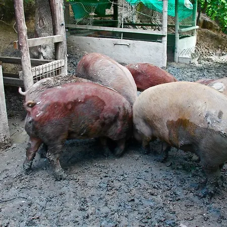 Farm stay Biologico Rosa *