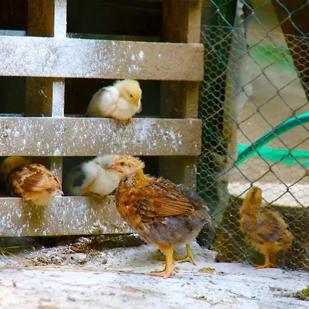 Farm stay Biologico Rosa *