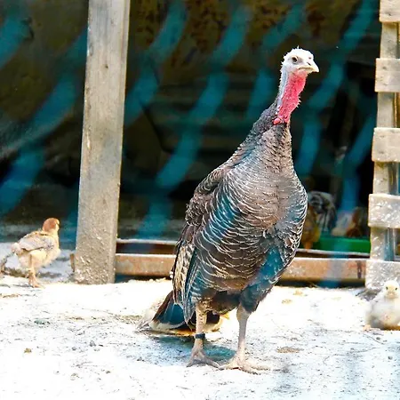 Farm stay Biologico Rosa