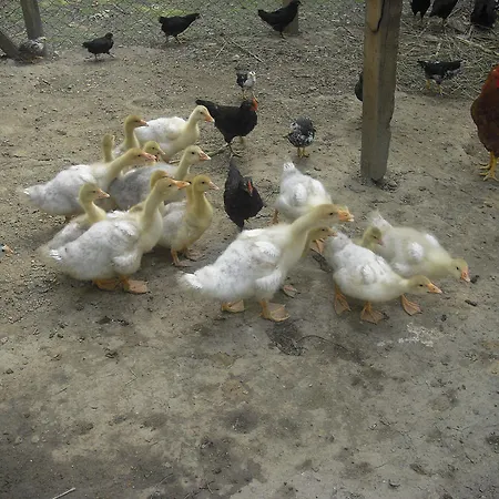 Farm stay Biologico Rosa Monte Guiduccio