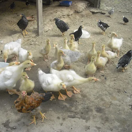 Biologico Rosa Monte Guiduccio