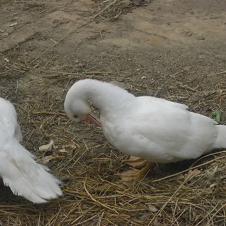 Farm stay Biologico Rosa