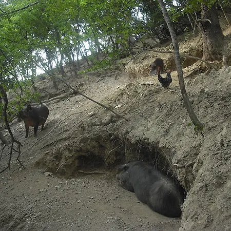 Farm stay Biologico Rosa *