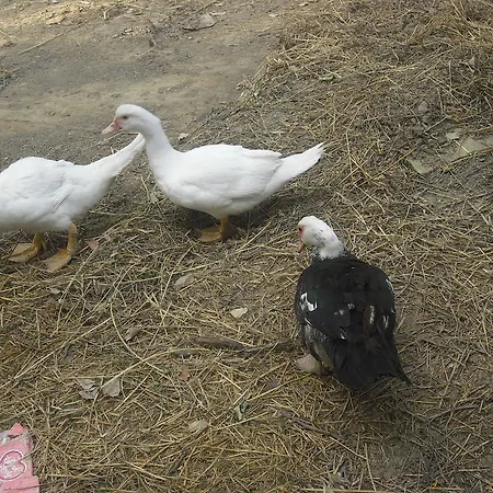 Farm stay Biologico Rosa Monte Guiduccio