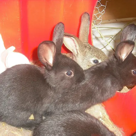 Biologico Rosa Monte Guiduccio