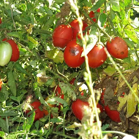 Farm stay Biologico Rosa Monte Guiduccio