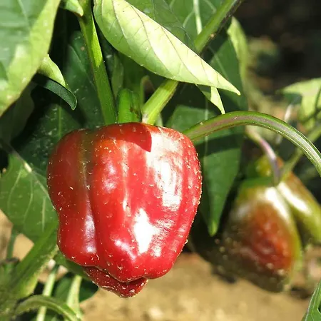 Farm stay Biologico Rosa *